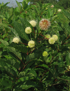 buttonbush 4